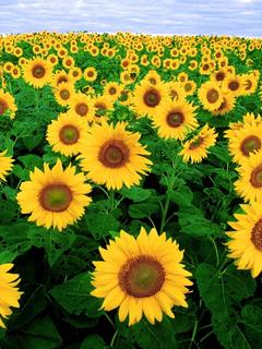 Other Wallpapers 0786